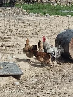 Тауық порнографиясы: тауықты әтеш