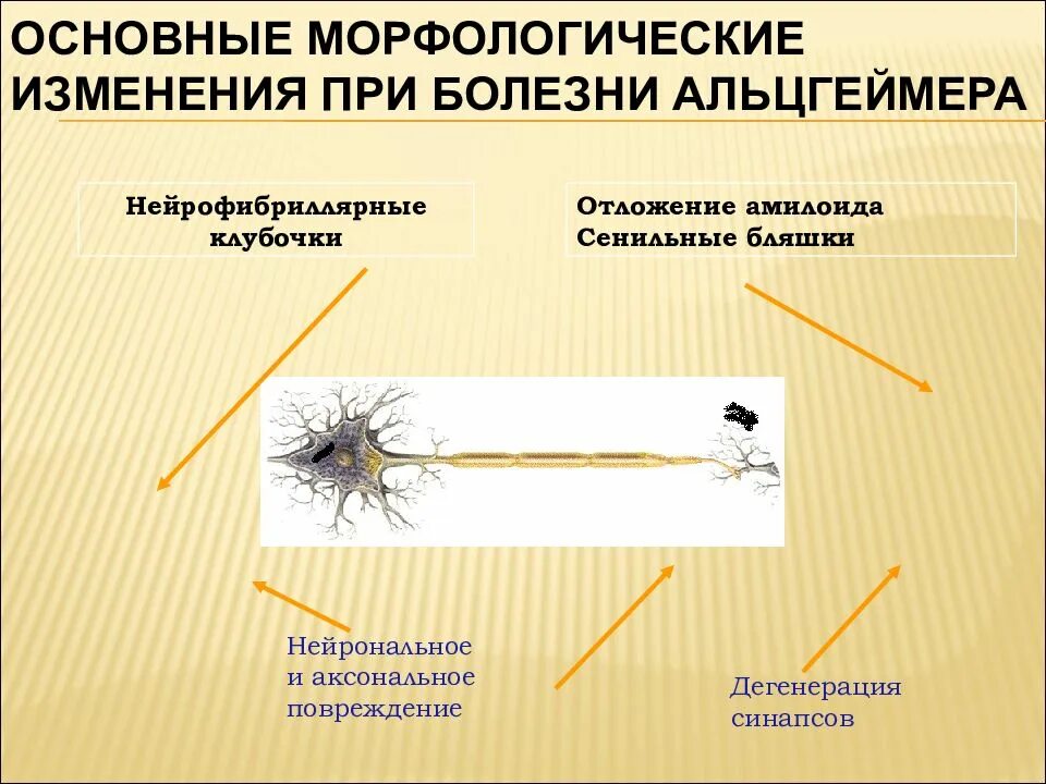 Моторное аксональное поражение. Аксональная дегенерация. Сенильные бляшки при болезни Альцгеймера. Дегенерация нерва. Валлеровская дегенерация аксонов.