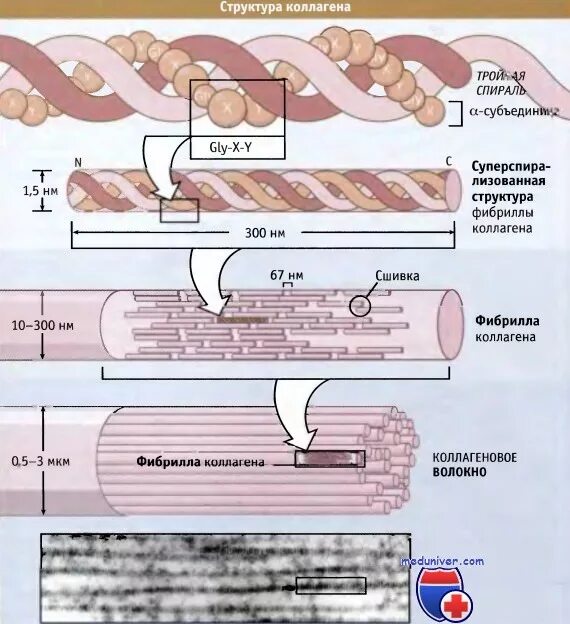 С чем усваивается коллаген. Фибрилла структура белка. Коллаген 1 типа структура. Строение молекулы фибрилл коллагена типа 1. Коллаген структура.