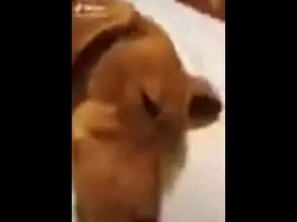 Собака съела муху