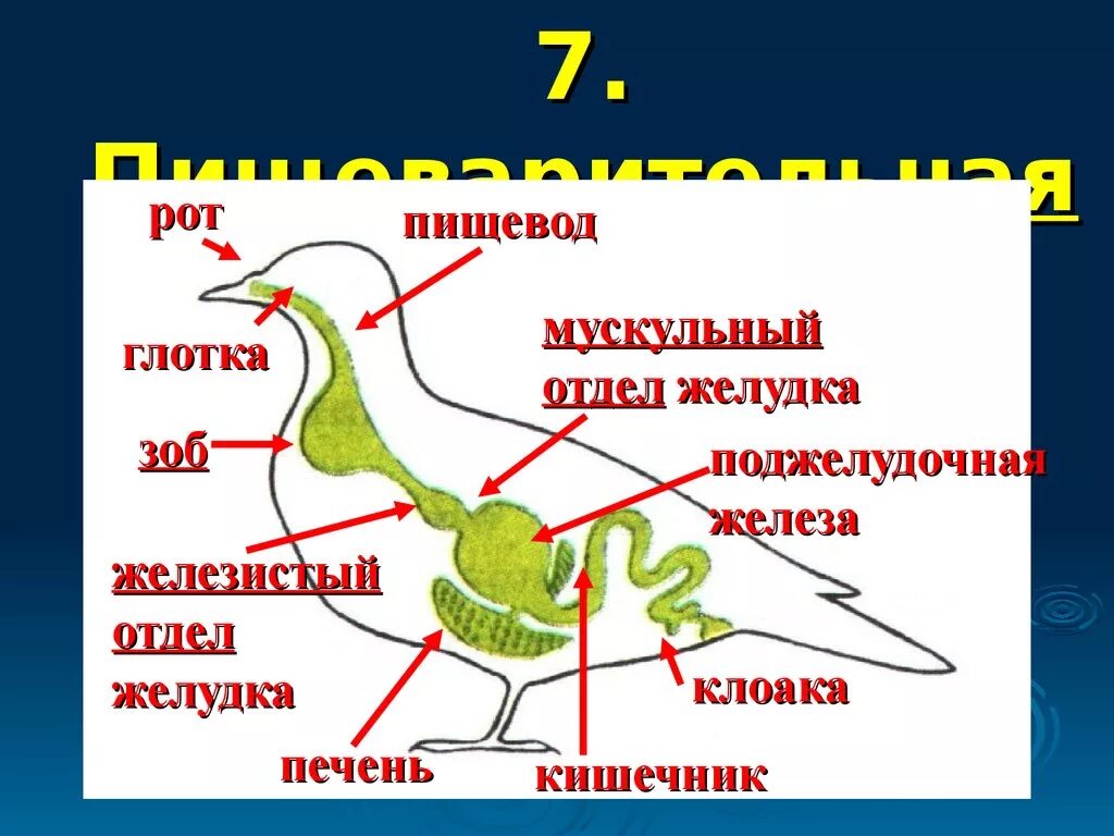 Что находится в мускульном желудке птицы. Пищеварительная система голубя биология 7 класс. Строение пищеварительной системы птиц. Класс птицы строение пищеварительной системы. Биология 8 класс птицы пищеварительная система.