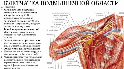 Подмышечная ямка границы