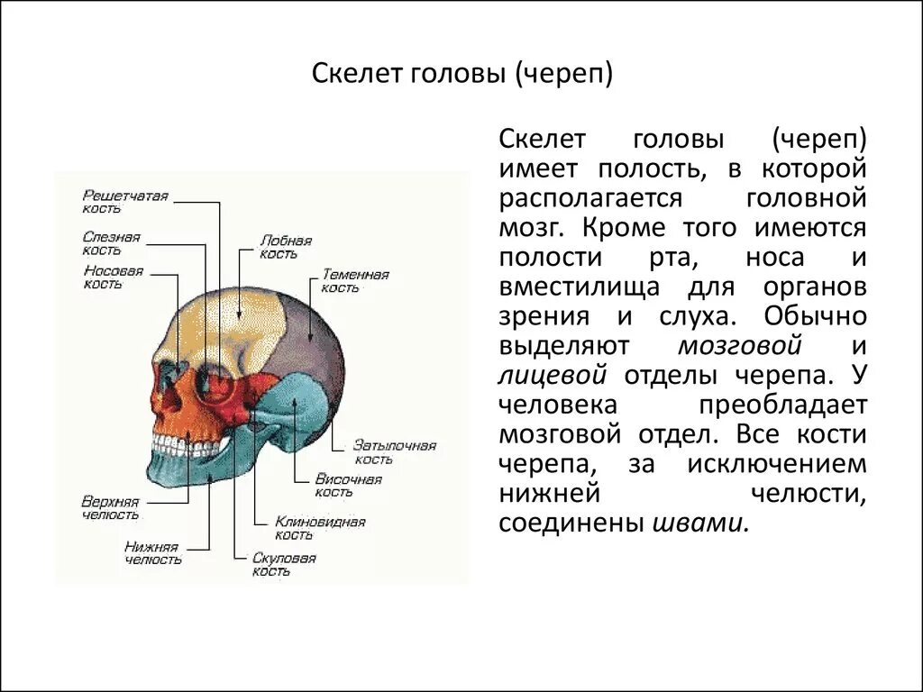 Мозг имеет полость. Скелет головы череп. Скелет головы и туловища 8 класс. Скелет головы и туловища теория. Решетчатая кость отдела мозга.