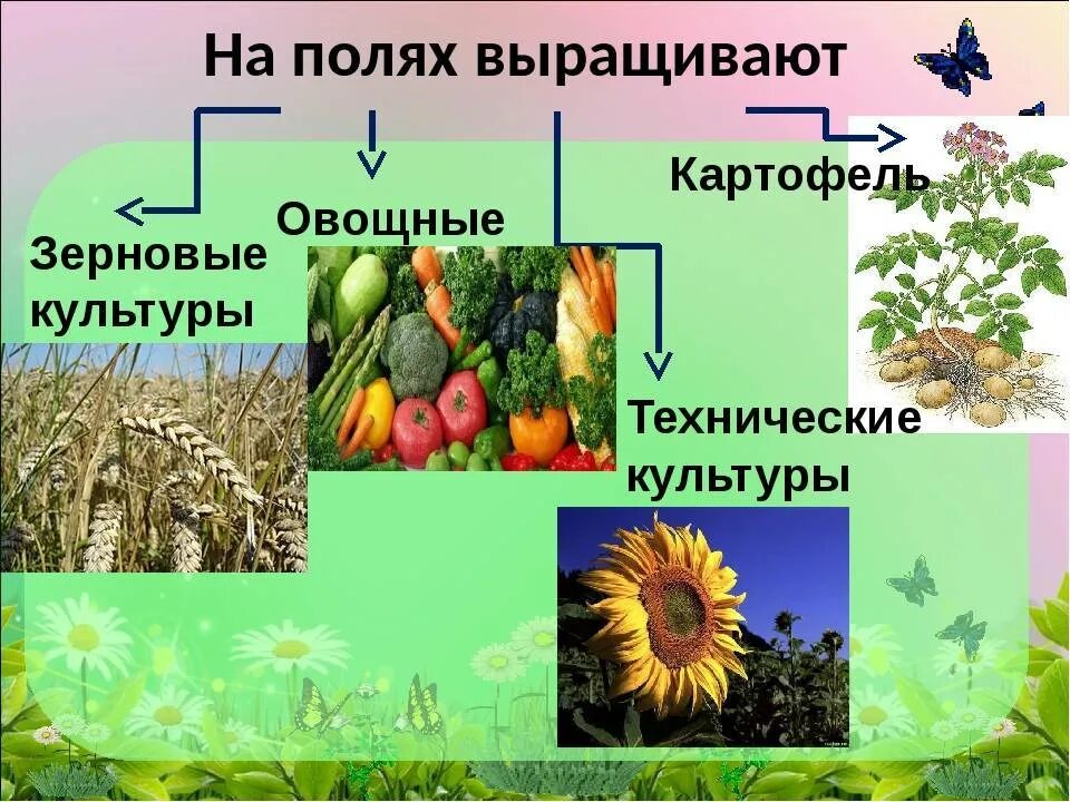 Технические виды растений. Зерновые и технические культуры. Культурные растения. Технические культуры технические культуры. Культурные растения поля.