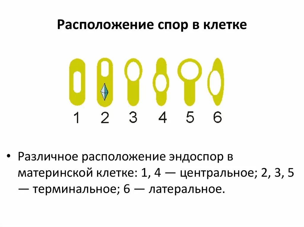 Расположение спор в бактериальной клетке. Расположение спор у бактерий. Расположение споры в бактериальной клетке. Форма и расположение спор у бактерий.