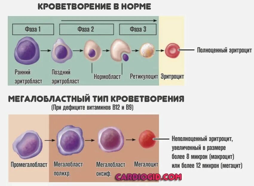 Анализ крови на мозг. Нормобластический Тип кроветворения. Эритробластический Тип кроветворения схема. Мегалобластический Тип кроветворения. Типы эритропоэза.