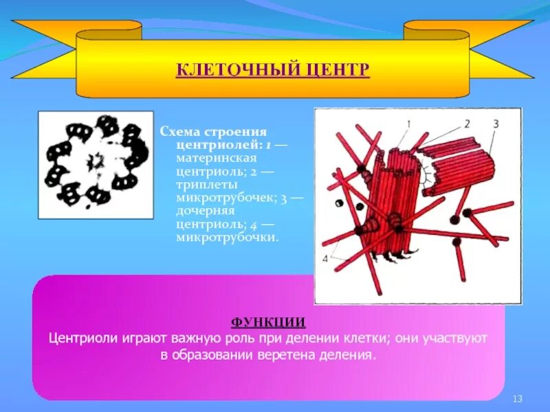 Одна из функций клеточного центра. Материнская и дочерняя центриоли. центриоли клеточного центра функции. клеточный центр функции. клеточный центр строение.