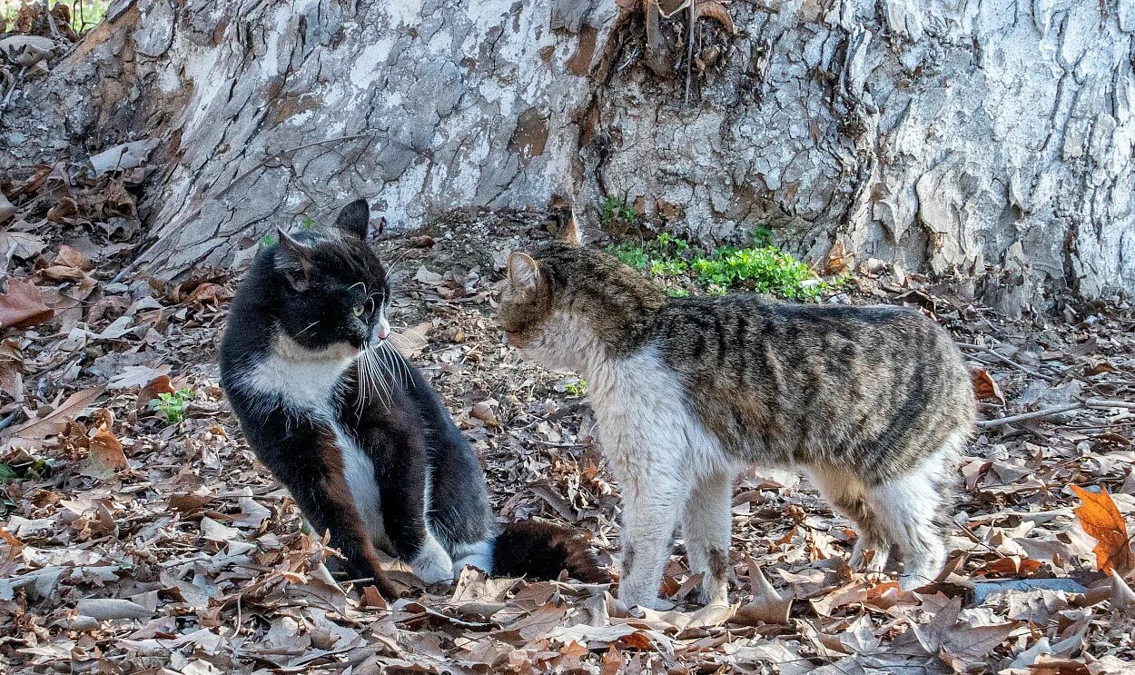 Кошка ташкент. Уличная кошка. Уличная кошка преимущество. Кошки в Ташкенте. Котодомики Ташкент.