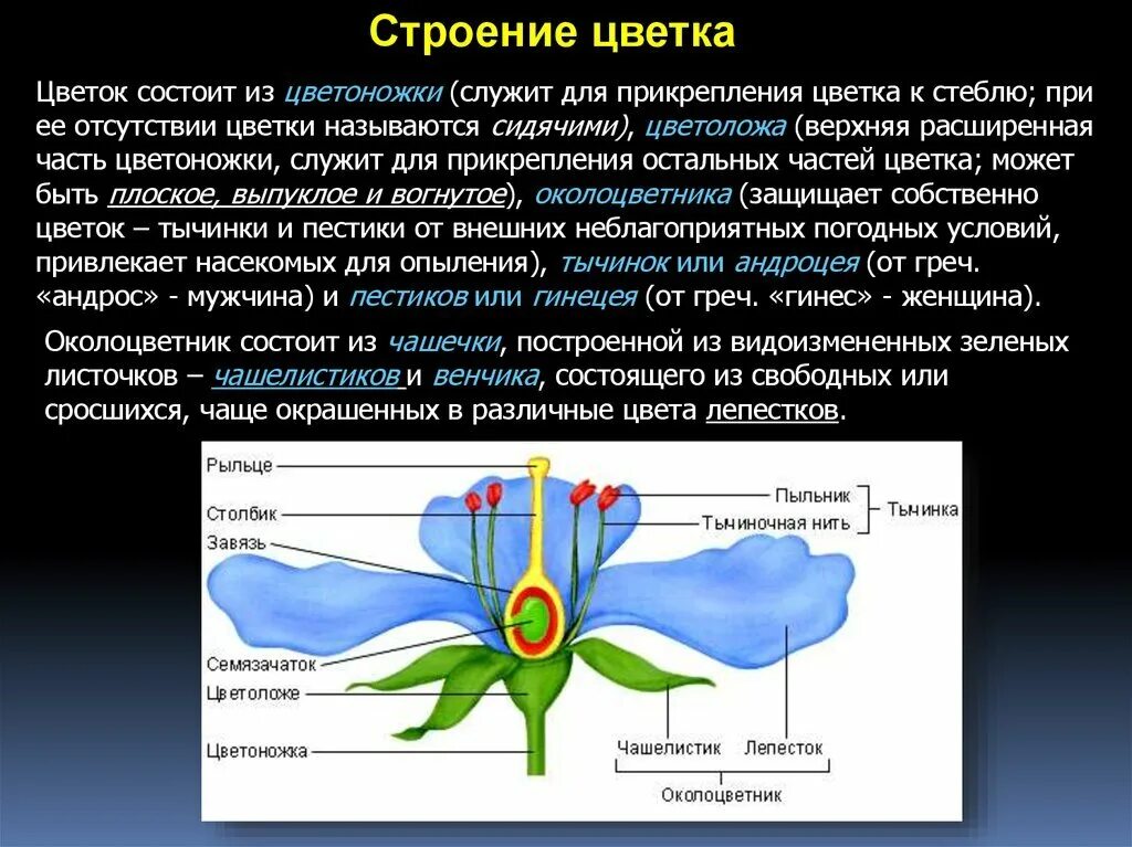 Из чего состоит цветов. Строение цветка. строение цветка венчик. венчик цветка состоит из чашелистиков. расширенная часть цветка.