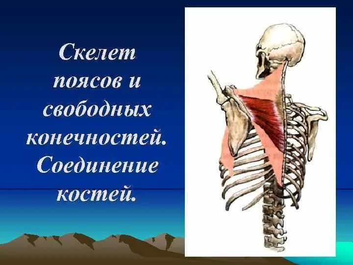 Скелет поясов. Ремень со скелетом. Скелет поясов и свободных конечностей 8 класс. Пояса скелета человека таблица.