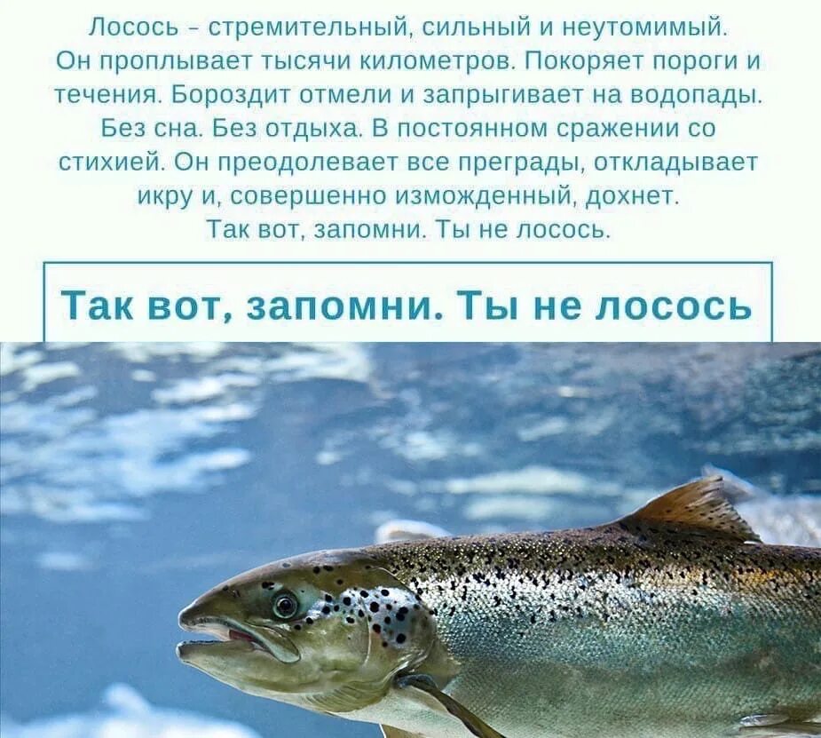 Что значит лосось. Лосось рыба. атлантический лосось. это не лосось. я не лосось.
