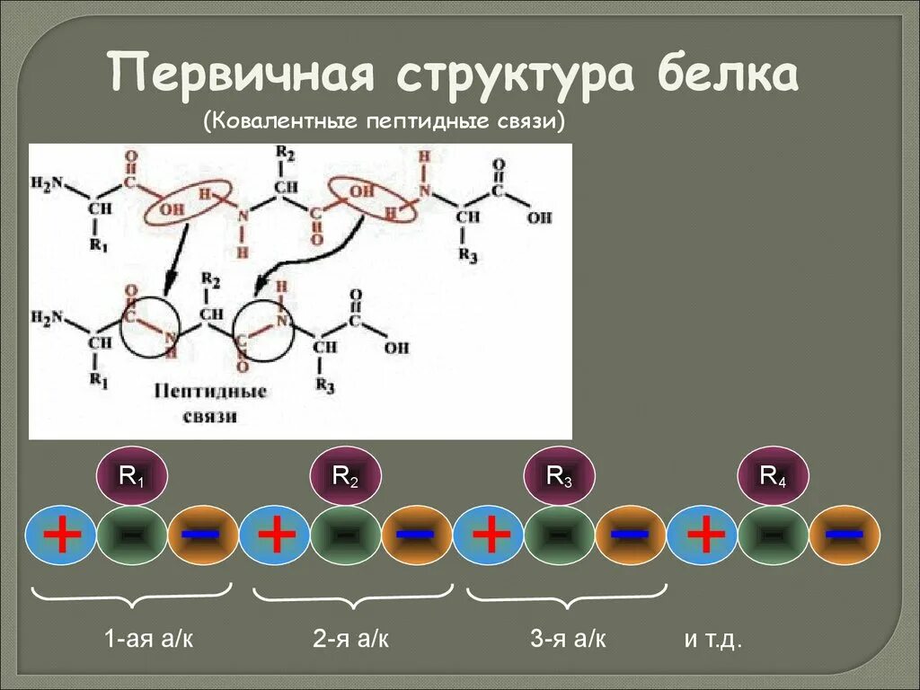 Структура белка пкптидная связьпервичная. Первичная структура белка пептидная связь. Пептидная связь структура белка. Пептидная связь первичная структура. Химическая связь первичной структуры