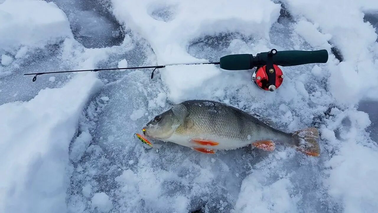 Ловля со льда видео. Балансир в глухозимье. Рыбалка на балансир зимой на окуня. Зимняя рыбалка на судака. Зимние снасти для рыбалки в глухозимье.