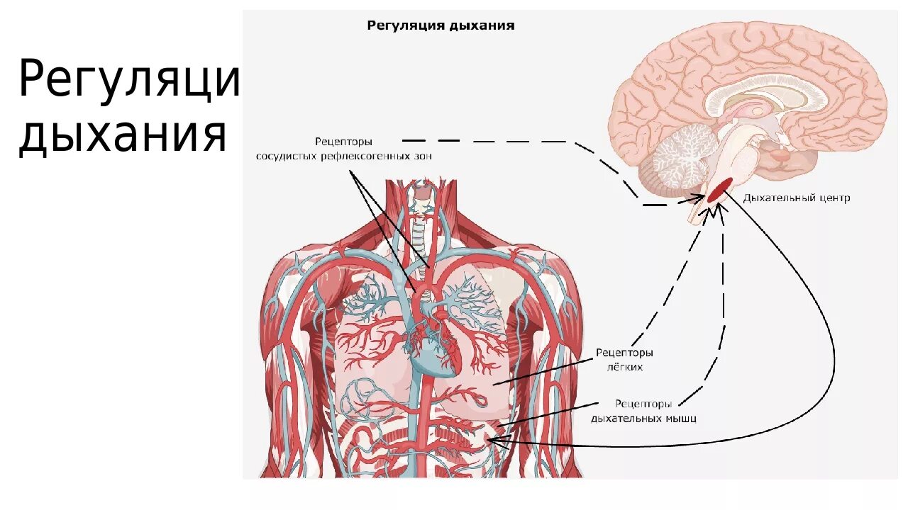 Рефлекторная регуляция дыхания схема. Нервная регуляция дыхания схема. Нервная регуляция дыхания дыхательный центр. Гуморальная регуляция дыхательной системы.