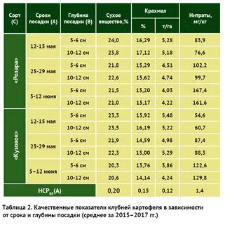 Глубина и расстояние посадки картофеля