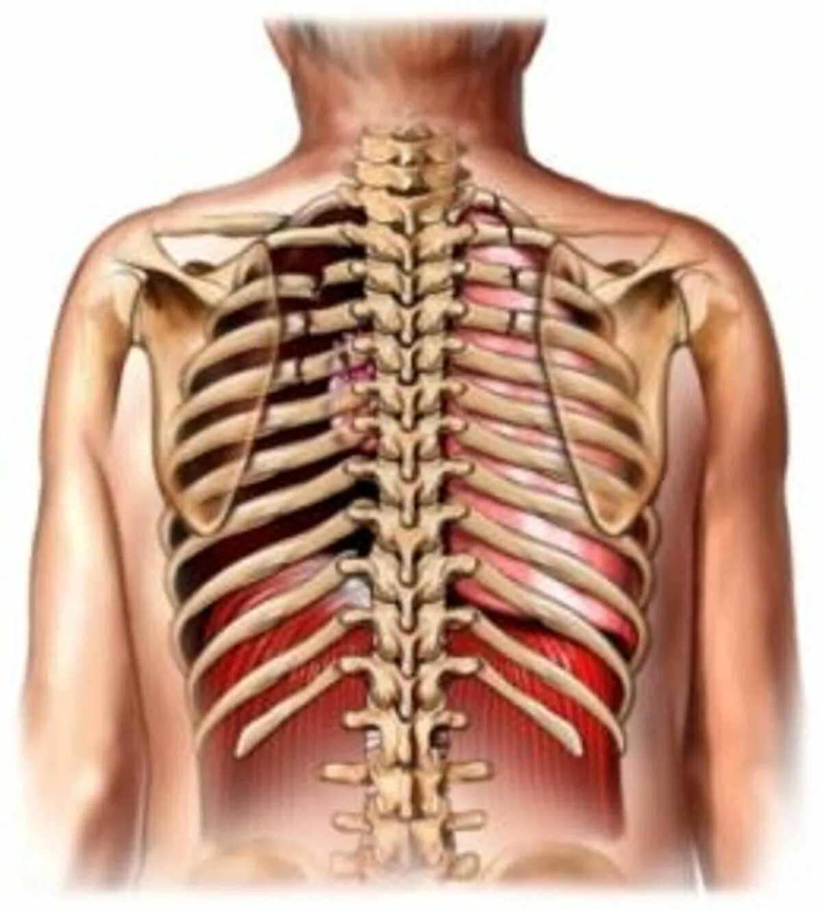 Pin on medecines alternatives