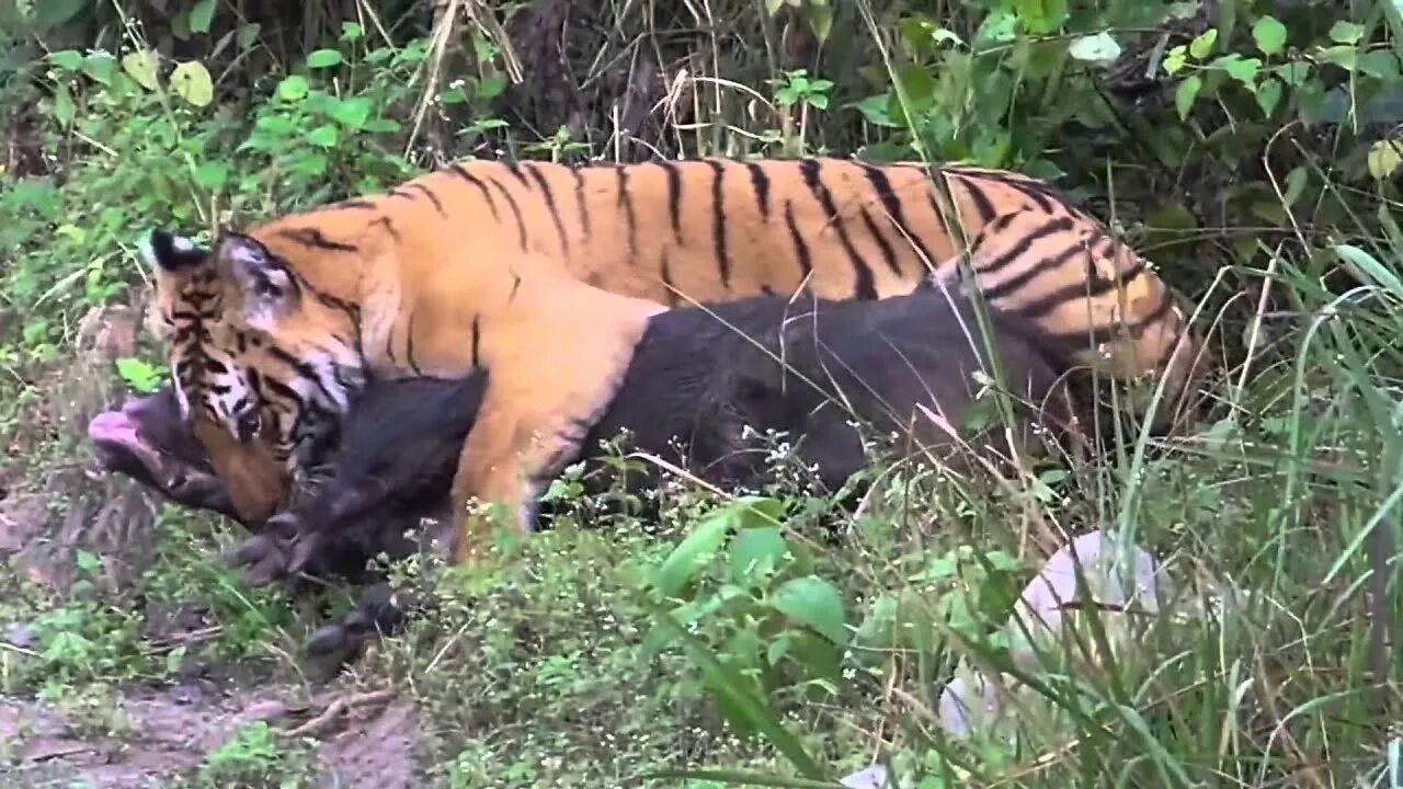 Амурский тигр против. Амурский тигр против секача. Суматранский тигр охотится.