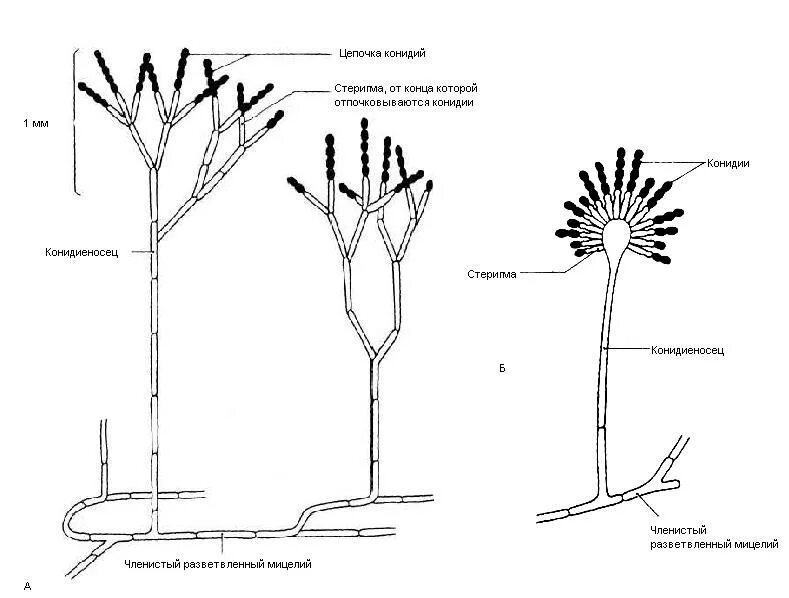 Конидиеносцы пеницилла. Размножение пеницилла схема. Строение мицелия Penicillium. Пенициллин гриб строение.