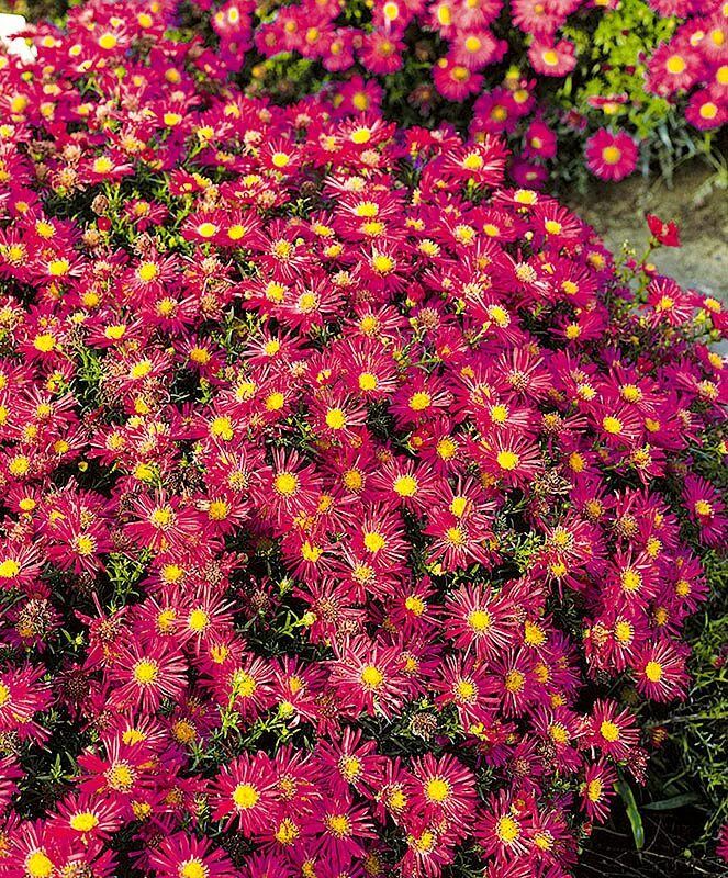 ирис луковичный. тюльпановидная герань пеларгония. пеларгония королевская пионовидная. луковицы тюльпанов мини. аквилегия махровая многолетник?.