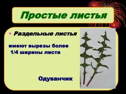 Структура листа одуванчика