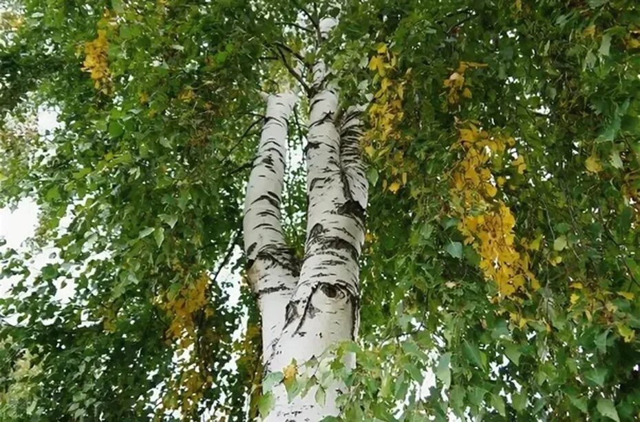 Березка пожелтела. Береза желтеет. Пожелтевшая береза. Желтые пряди на березах. Первые желтые листья на Березе.