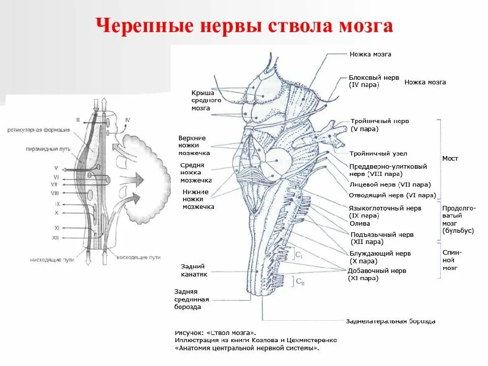 Средний мозг черепно мозговые нервы. Ствол мозга и Черепные нервы анатомия. Строение ядер ствола головного мозга. Анатомическое строение ствола мозга. Черепные нервы анатомия ядра.