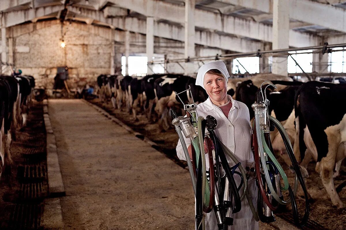Личное подсобное животноводство. Спк заря родниковский район ивановская область. Женщины в сельском хозяйстве. Илюшина людмила животновод. Требуется животновод.