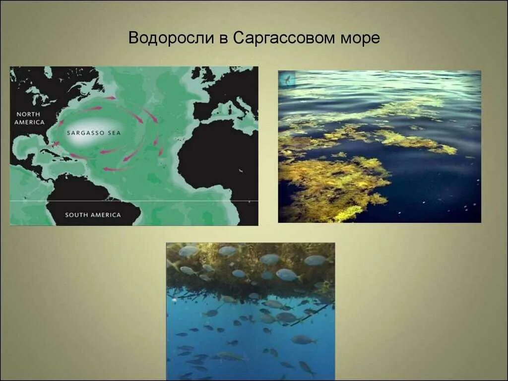 Саргассово какой океан. Саргассы в Саргассовом море. Саргассово море в океане. Саргассово море водоросли саргассум. Саргассово море Северная Америка.