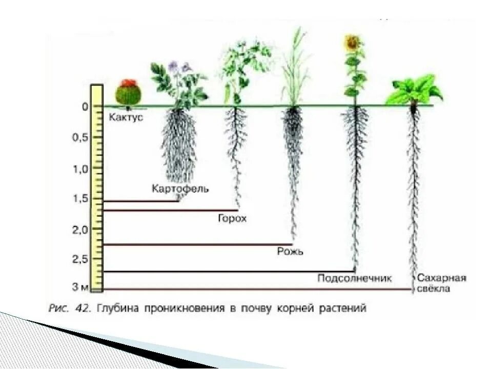 Схема корневой системы огурцов. Корневая система огурца глубина. Корни томатов глубина.