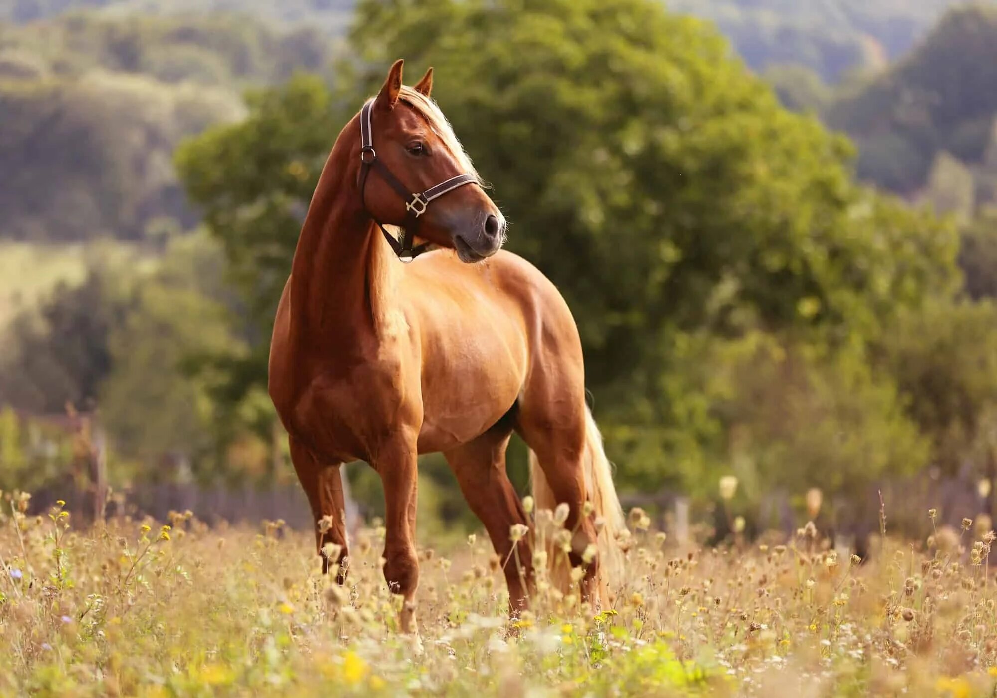Лошадь. Коричневый конь. Красивый конь. Красивые лошади на природе.