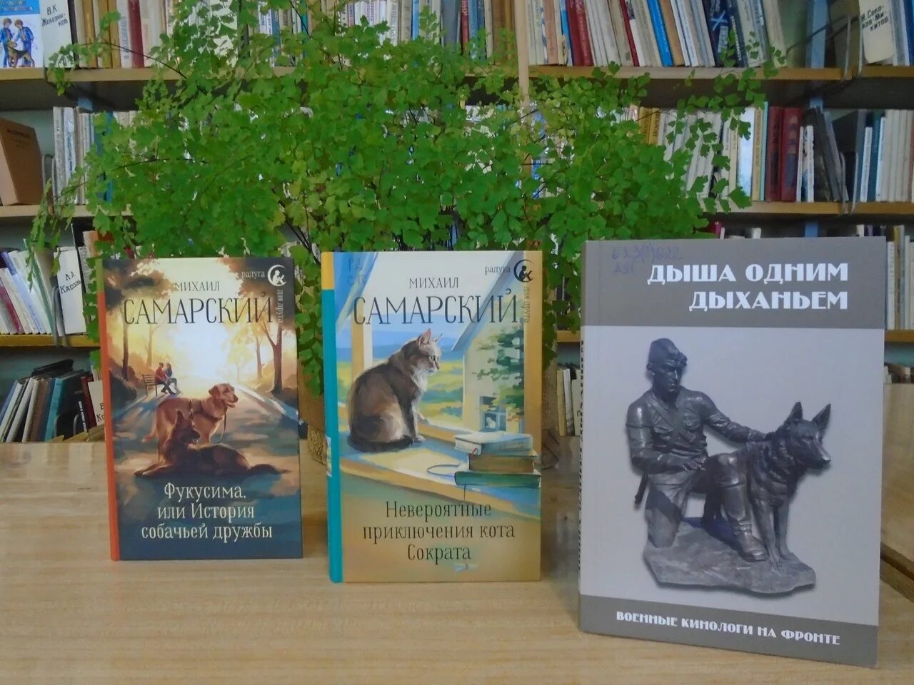 Книга приключения кота сократа. Самарский, м. Книга приключения кота сократа. Книга про кота сократа. Книга приключения кота сократа.