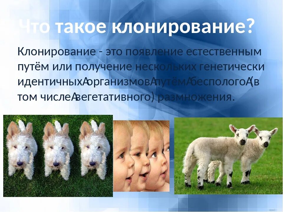 Клонирование существует. Клонирование. клонирование (биология). клонирование животных. клонирование млекопитающих.