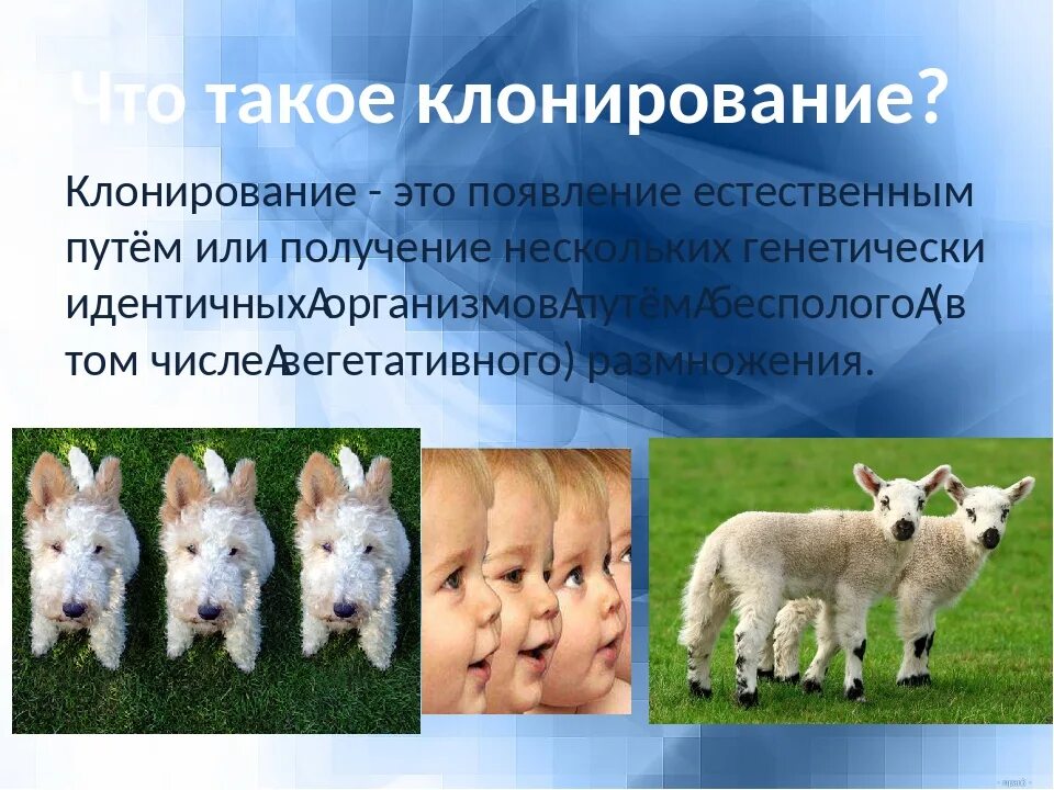 Клонирование. Клонирование (биология). Клонирование животных. Клонирование млекопитающих. Как получили клона