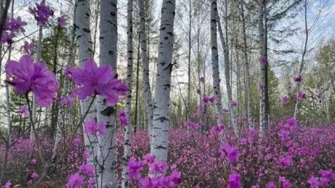 Погода амурская область на 14 дней