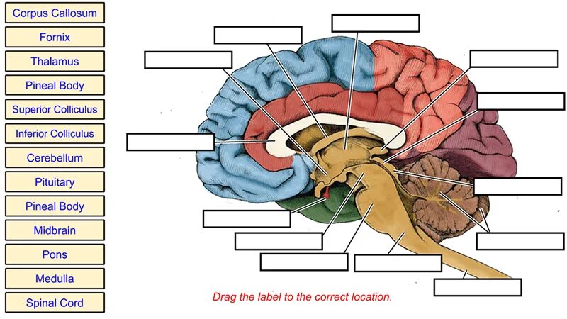 Human Brain Worksheets. Brain Worksheet. Capabilities of Human Brain Worksheets. Мозг анатомия ЕГЭ. Human capability