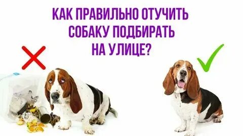 Отучить щенка есть на улице