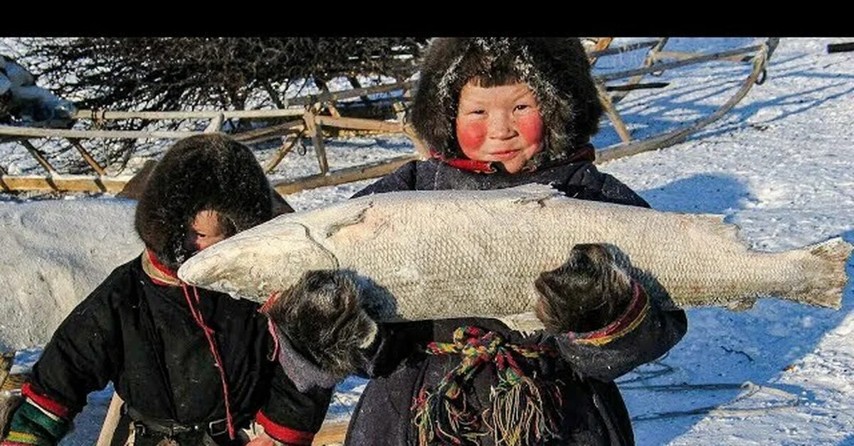 Ненцы охота. Ненцы Ханты манси чукчи. Ненцы рыболовство. Рыболовство народов севера. Промыслы северных народов рыболовство.