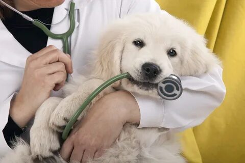 Pet clinic