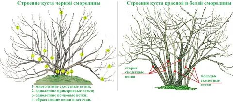 Сколько веток оставлять на смородине