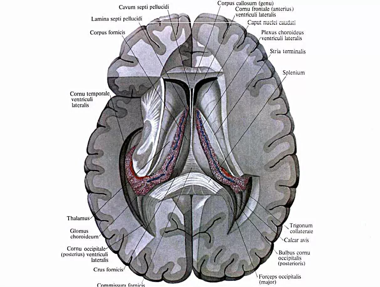 Боковые желудочки головного мозга анатомия. Стенки боковых желудочков головного мозга анатомия. Гиппокамп Синельников. Синельников атлас анатомии. Правый желудочек головного