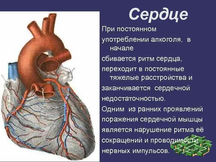 Сбивается сердечный ритм. Сбивается сердечный ритм