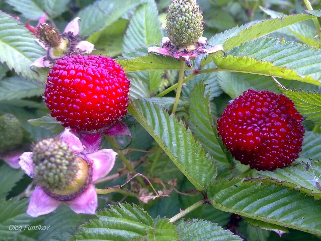 княженика обыкновенная. княженика. малина арктическая княженика. арктическая малина. княженика садовая.