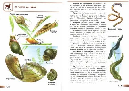 Где атлас определитель в окружающем мире 2