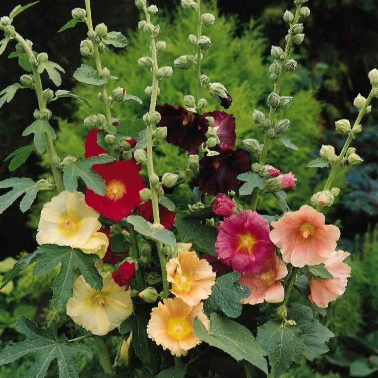 Мальва – Alcea rosea. Мальва салют многолетняя. Alcea rosea Hollyhock.