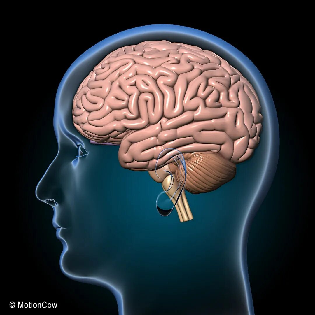 7 3 brain. Макет человеческого мозга. Модель головного мозга.