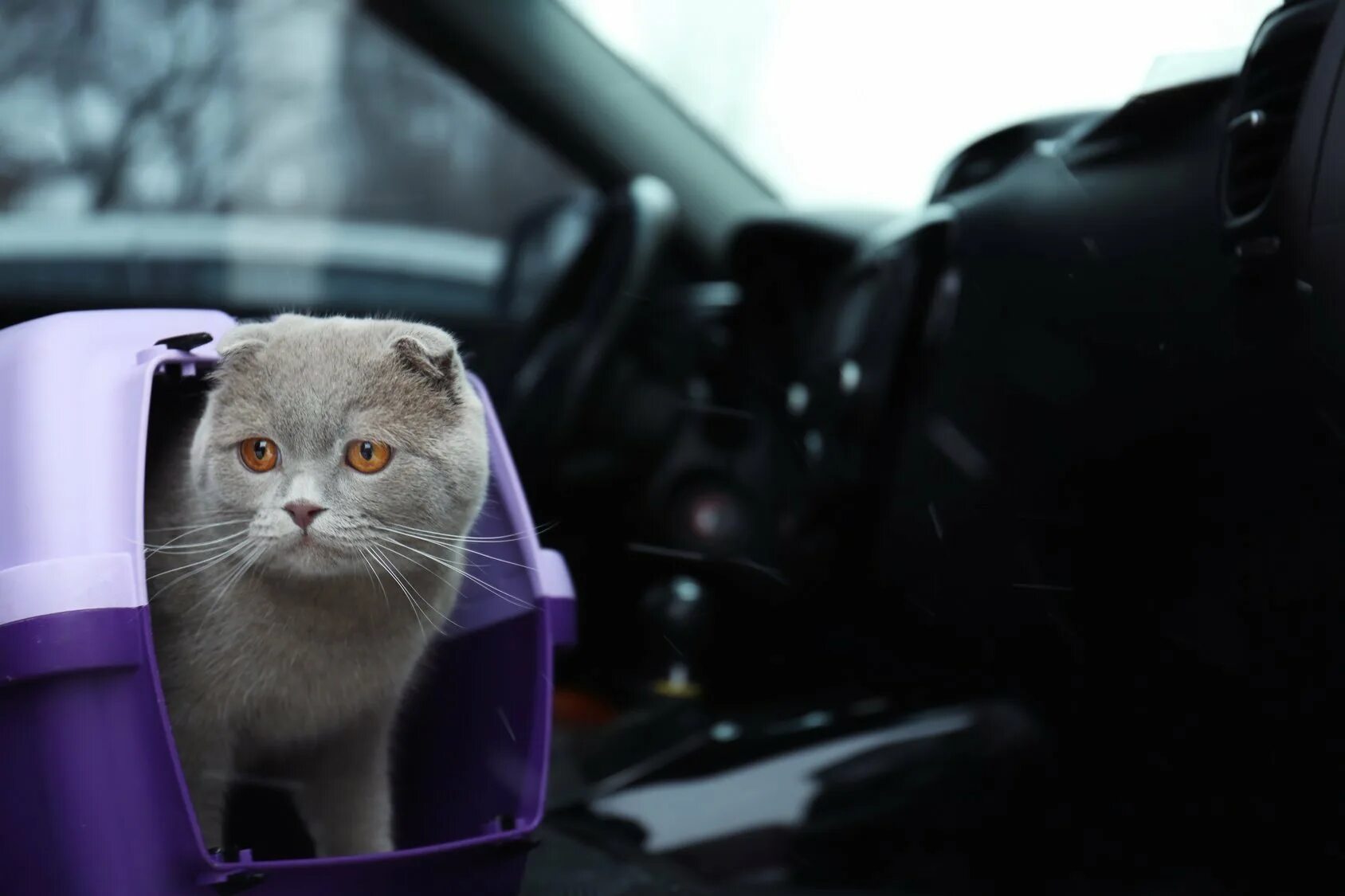 Включи машины котик. Кошачий автомобиль. Кошка в автомобиле. Милые котики в машине. Котенок на машинке.
