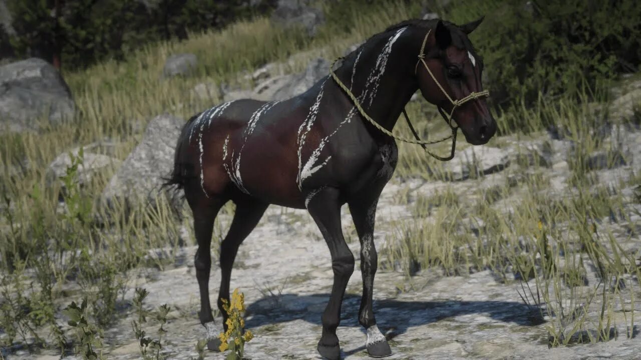 Как сесть на лошадь в рдр 2. Арабская вороная лошадь rdr2. rdr 2 арабская лошадь. red dead redemption 2 ахалтекинская вороная. арабская тигровая лошадь рдр 2.