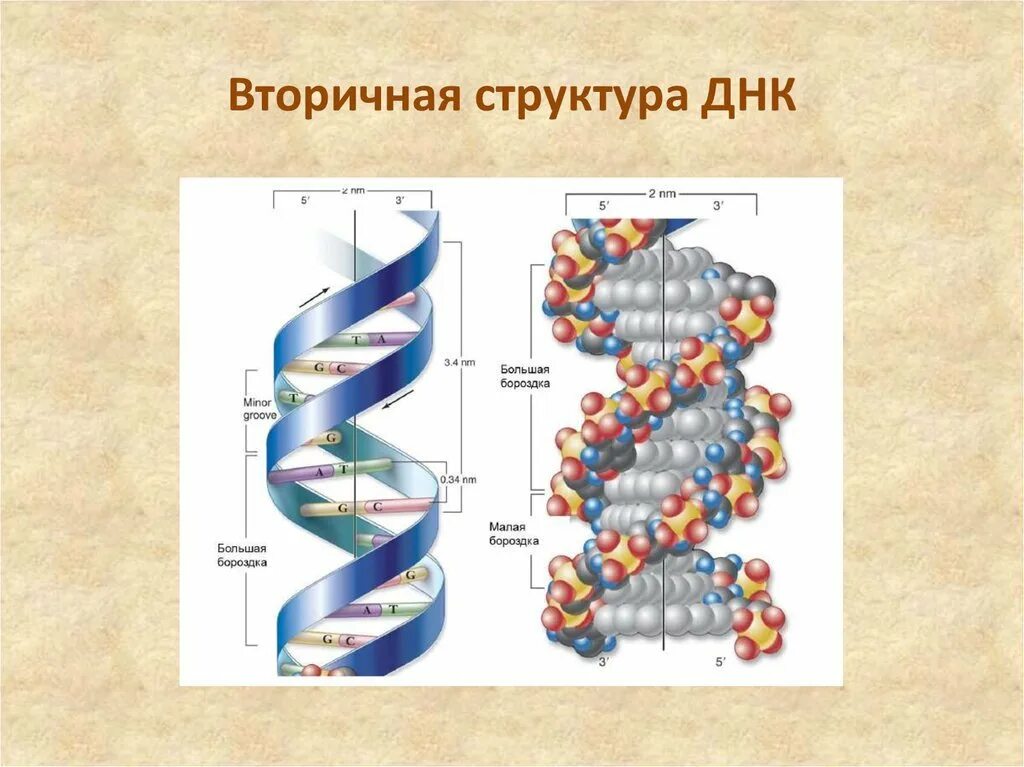 Структуры молекулы днк установили. Фрагмент молекулы ДНК вторичной структуры. Первичная и вторичная структура ДНК схема. ДНК вторичная структура схема строения. Вторичная структура молекулы ДНК.