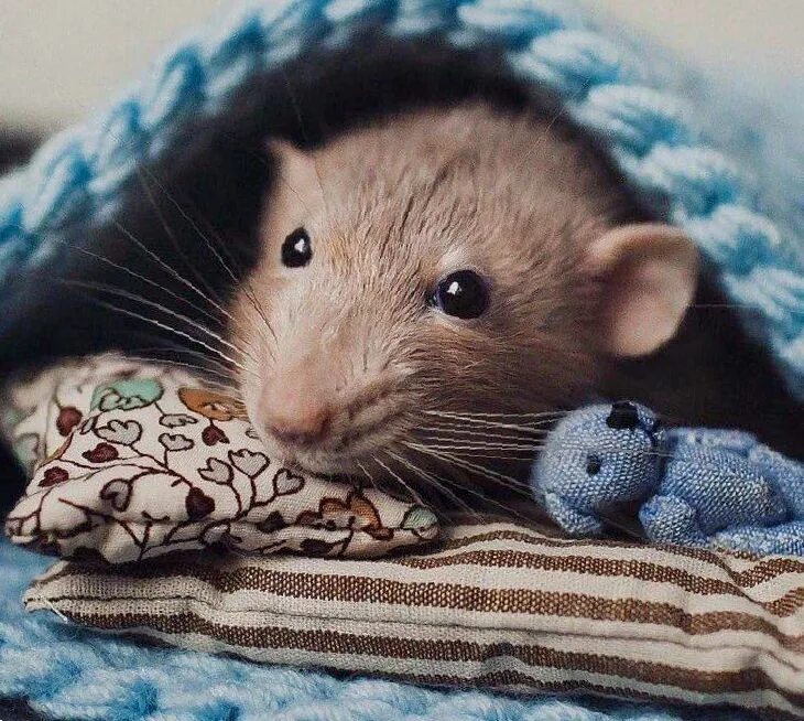 крысенок дамбо белый. милые мыши. милую мышку. милую мышку. милые крысы дамбо.