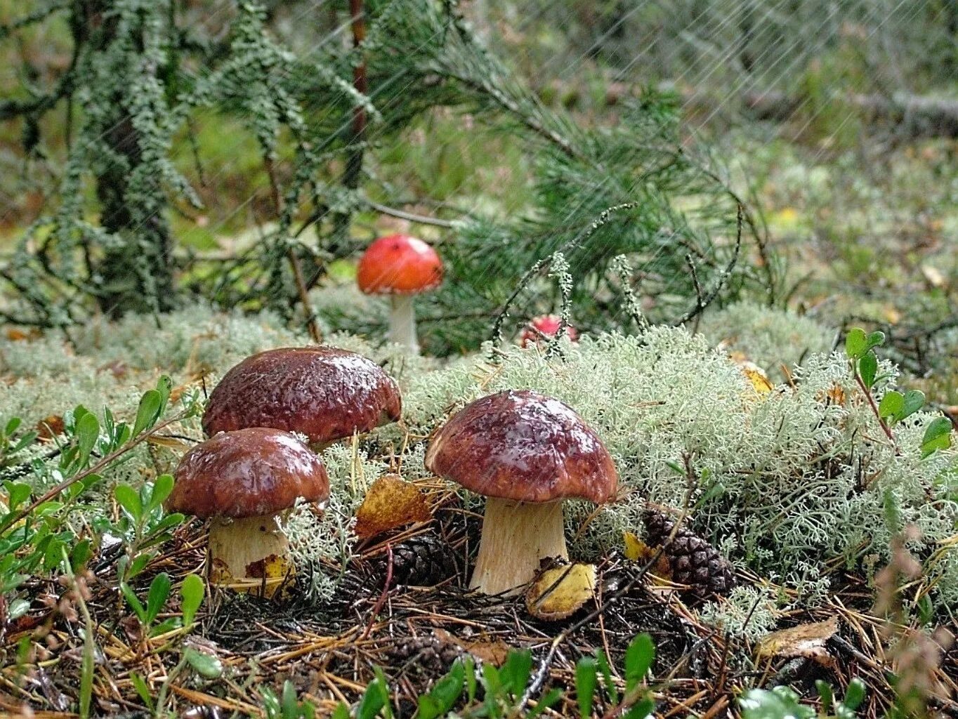 Кольский полуостров грибы и ягоды. Хибины Кольский полуостров грибы и ягоды. Осень грибы. Грибы после дождя. Ой грибочки